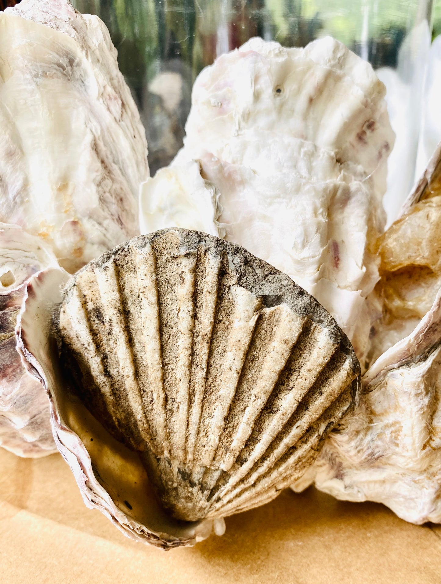 Large Shell Candle Holder, Oyster, Mussels & Fossil
