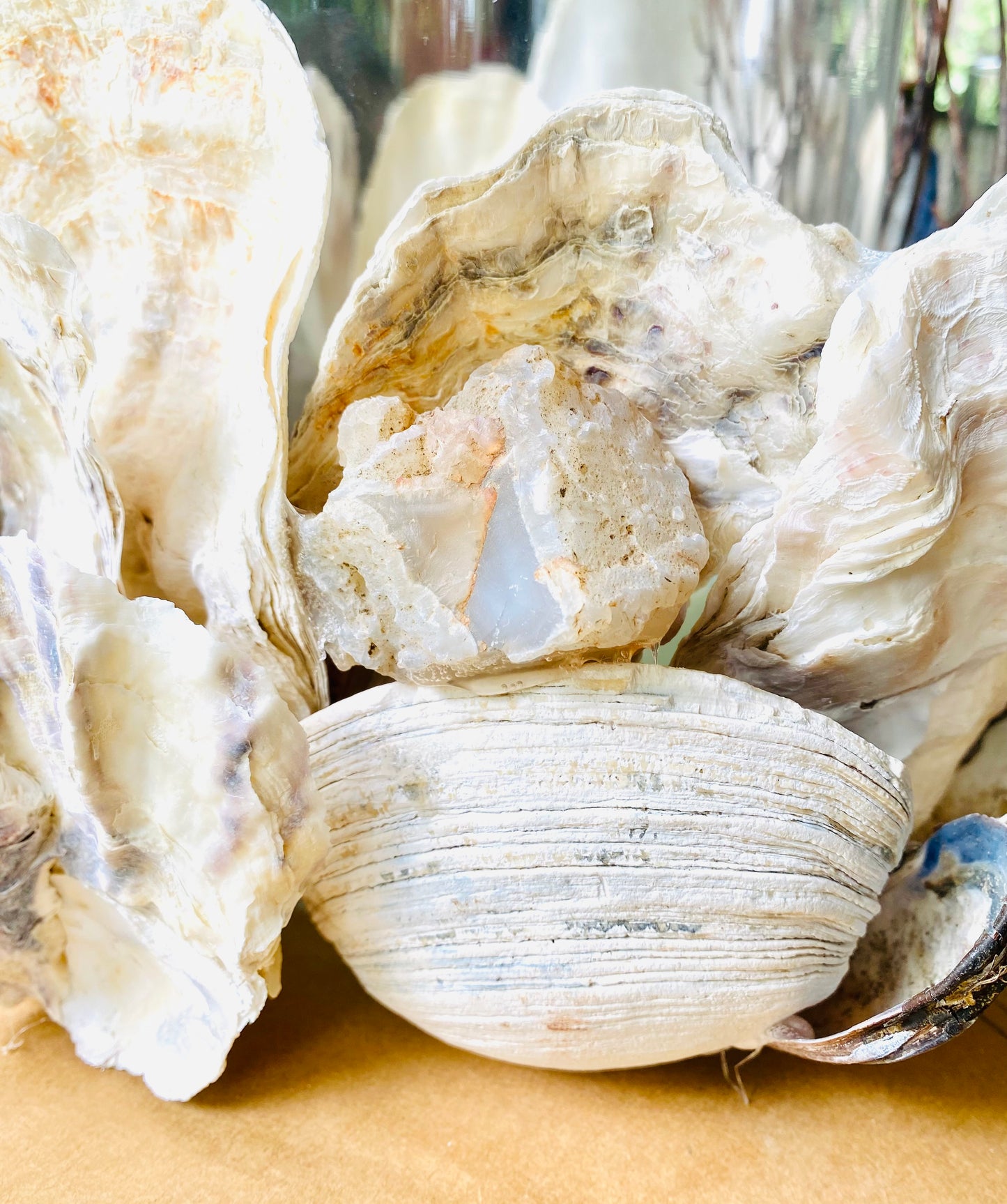 Large Shell Candle Holder, Oyster, Mussels & Fossil