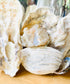 Large Shell Candle Holder, Oyster, Mussels & Fossil