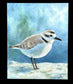 Western Snowy Plover Original Painting