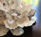 Oyster Shell Centerpiece with Round Insert, Shell Candle Holder